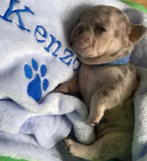 Personalized Embroidered Dog/Cat Puppy/Kitten Blanket.