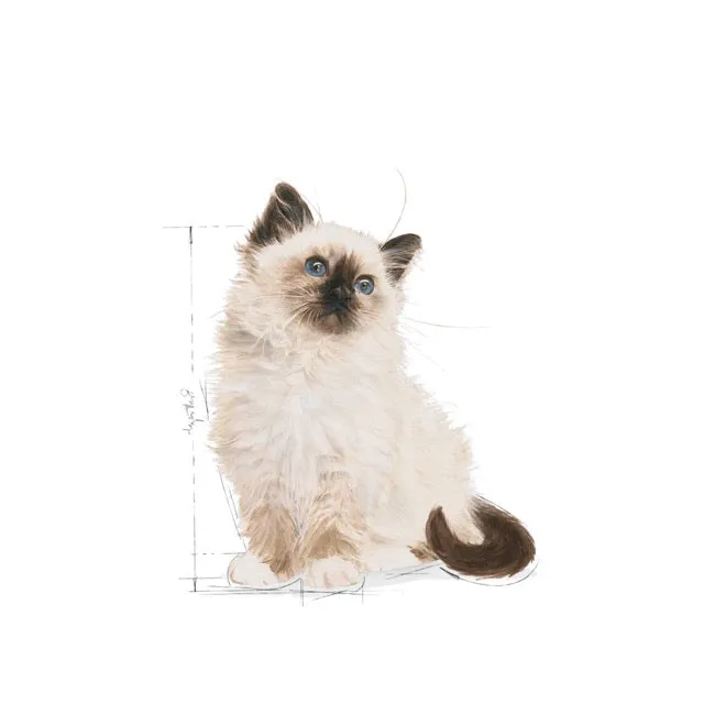 Royal Canin Kitten Instinctive Jelly